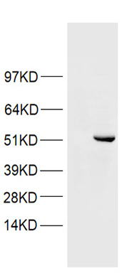 PAX5 Antibody