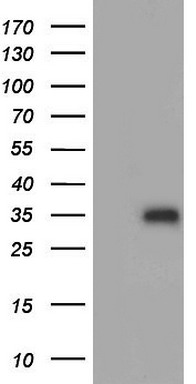 PAX5 Antibody