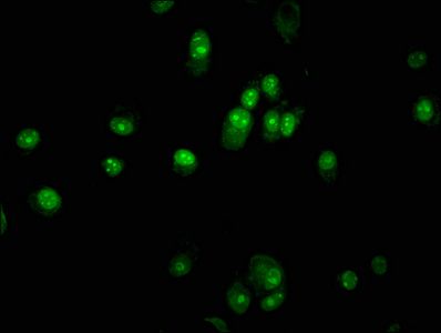 PAX5 Antibody