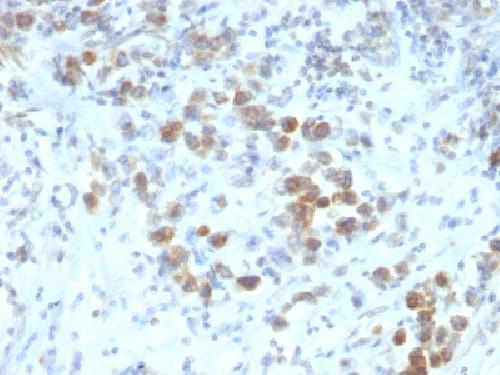 PAX6 Antibody