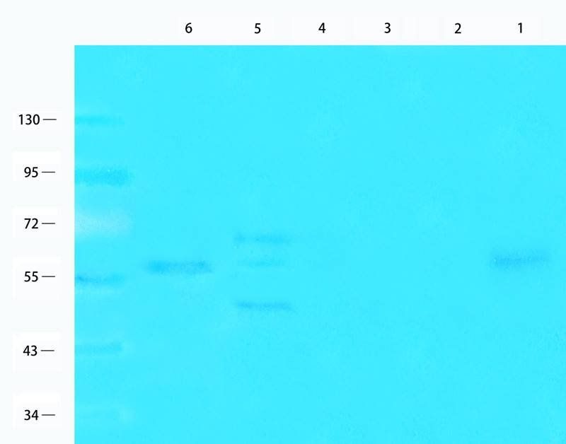 PAX6 Rabbit Polyclonal Antibody
