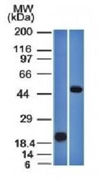 PAX8 Antibody