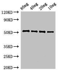 pbpE Antibody