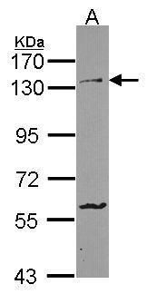 PCDH1 Rabbit Polyclonal Antibody
