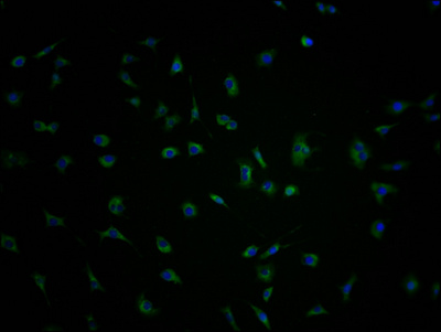 PCDHA10 Antibody