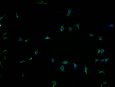 PCDHA10 Antibody