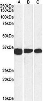 PCNA (aa111-122) Antibody