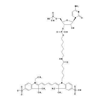 pCp-Cy5