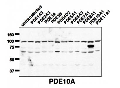 PDE10A Antibody