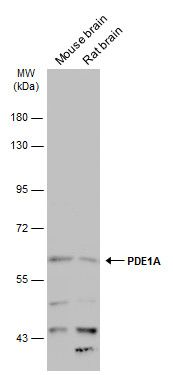 PDE1A Rabbit Polyclonal Antibody