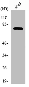 PDE4C Antibody