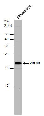 PDE6D Rabbit Polyclonal Antibody