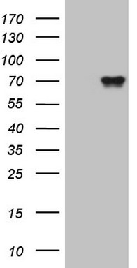 PDGF Receptor alpha Antibody