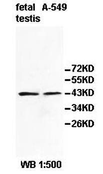 PDHA2 Rabbit Polyclonal Antibody