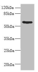 PDIA5 Antibody