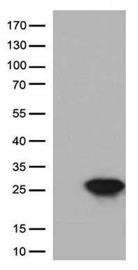 PDIK1L Antibody