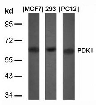 PDK1 Rabbit Polyclonal Antibody