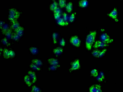 PD-L2 Monoclonal Antibody