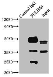 PDLIM4 Antibody