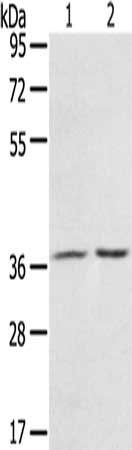 PDLIM4 Antibody