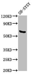 PDP1 Antibody