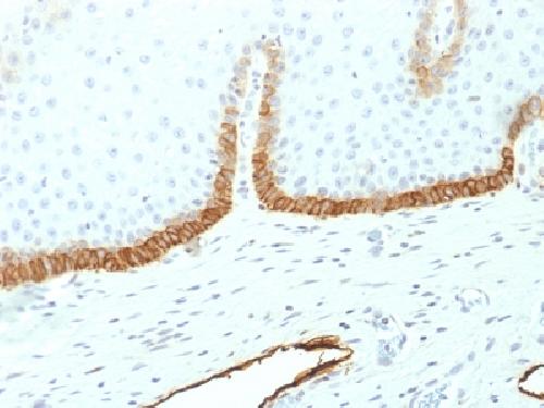 PDPN Antibody
