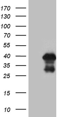 PDRG1 Antibody