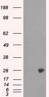 PDZK1 Antibody
