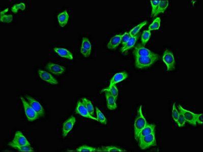 PDZRN3 Antibody