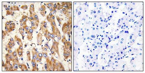 BAX Antibody