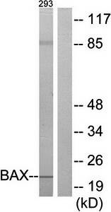 BAX Antibody