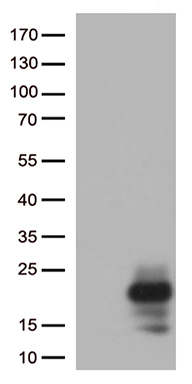 ETV4 Antibody