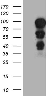 ETV4 Antibody