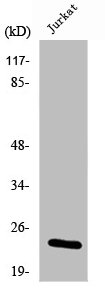 PEBP1 Antibody