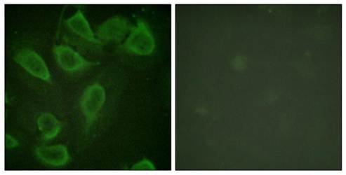 PECAM-1 (Phospho-Tyr713) Antibody