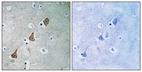 PECAM-1 (Ab-713) Antibody