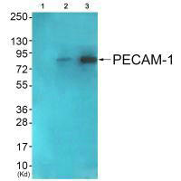 PECAM1 Antibody
