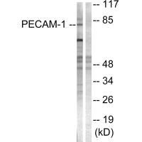 PECAM1 Antibody