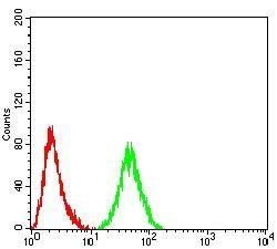 PELP1 Antibody