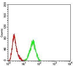 PELP1 Antibody