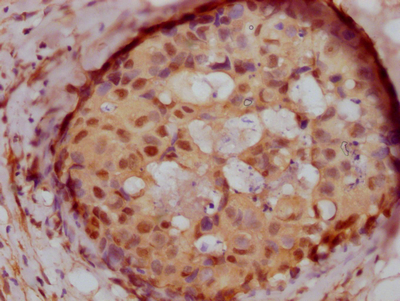 PELP1 Antibody