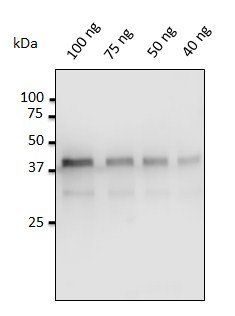 Pepsin Antibody