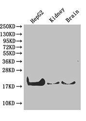 PPIA Antibody
