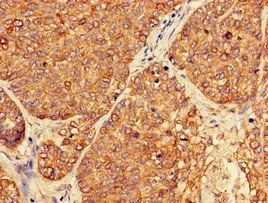 PER3 Antibody
