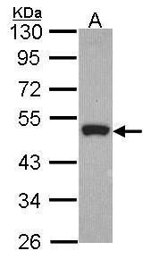 OTUB1 Rabbit Polyclonal Antibody