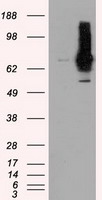 Peroxiredoxin 6 Antibody