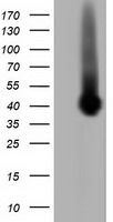 Peroxiredoxin 6 Antibody