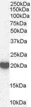 Peroxiredoxin 2 Antibody