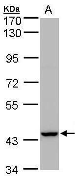 PEX13 Rabbit Polyclonal Antibody