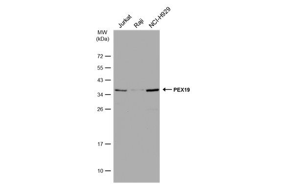 PEX19 Rabbit Polyclonal Antibody